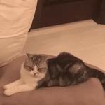 Кто накурил кота