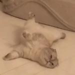 Кто накурил кота