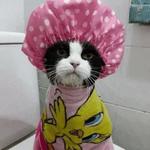 Кто накурил кота