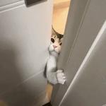 Кто накурил кота