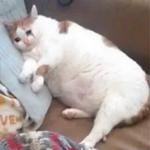 Кто накурил кота