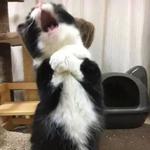 Кто накурил кота
