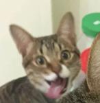 Кто накурил кота
