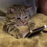 Кто накурил кота