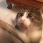 Кто накурил кота