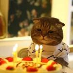 Кто накурил кота