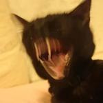 Кто накурил кота