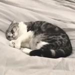 Кто накурил кота