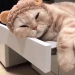 Кто накурил кота