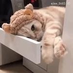 Кто накурил кота