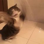 Кто накурил кота