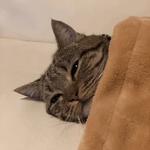 Кто накурил кота