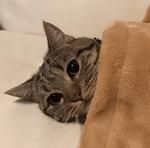 Кто накурил кота