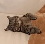 Кто накурил кота