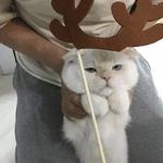 Кто накурил кота
