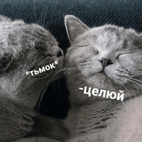 Набор стикеров Котик Цмок