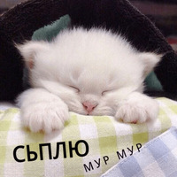 Котик Цмок