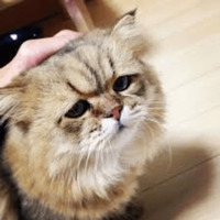 Котик Цмок
