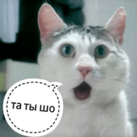 Котик Цмок