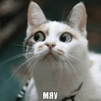 Котик Цмок