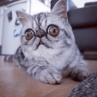 Котик Цмок