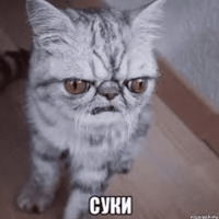 Котик Цмок