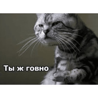 Котик Цмок