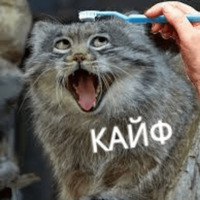 Котик Цмок