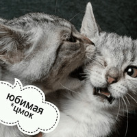Котик Цмок