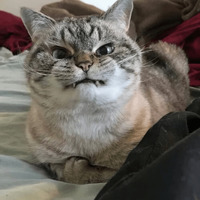 Котик Цмок