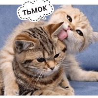Котик Цмок