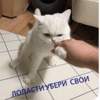 Котик Цмок