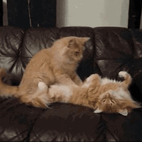 Котик Цмок