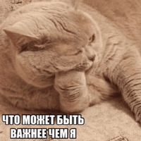Котик Цмок