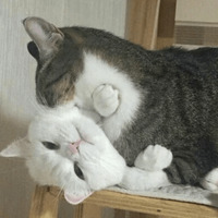 Котик Цмок