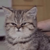 Котик Цмок