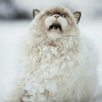 Котик Цмок