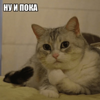 Котик Цмок
