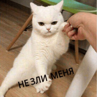 Котик Цмок