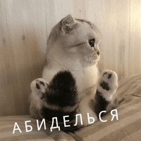 Котик Цмок