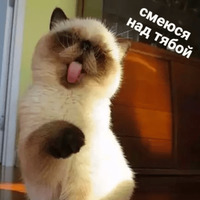 Котик Цмок