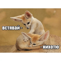 Котик Цмок