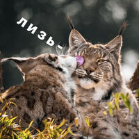 Котик Цмок