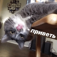 Котик Цмок