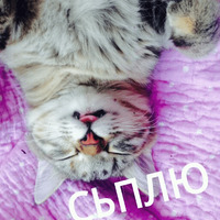 Котик Цмок