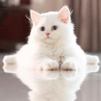 Котик Цмок