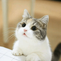 Котик Цмок