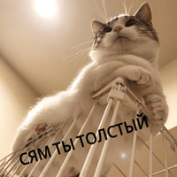 Котик Цмок