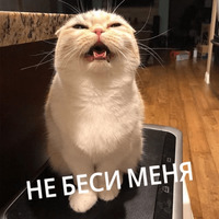 Котик Цмок