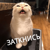 Котик Цмок